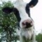 nuttycow