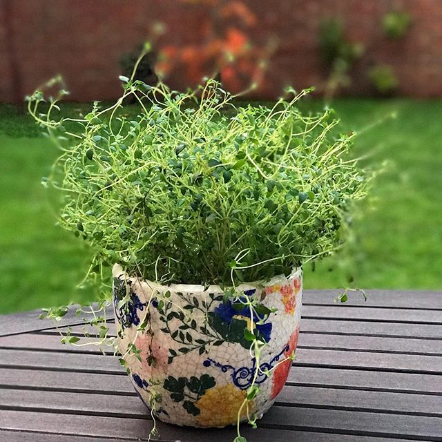 I love this tangle of thyme that sits on my windowsill and flavours everything from roasted veg to chicken pie. I now know (thank you @laetitiamaklouf) that you can split these supermarket pots to get even more for your money.  Ingenious! Pot from @anthropologieeu  #messyhairdontcare #thefiveminutegarden #kitchenherbs #thyme