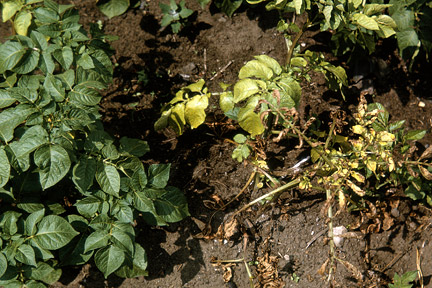 Blackleg