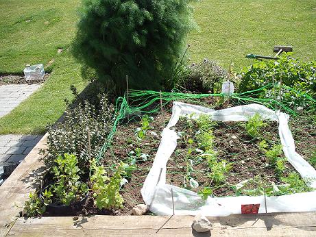 June garden left 