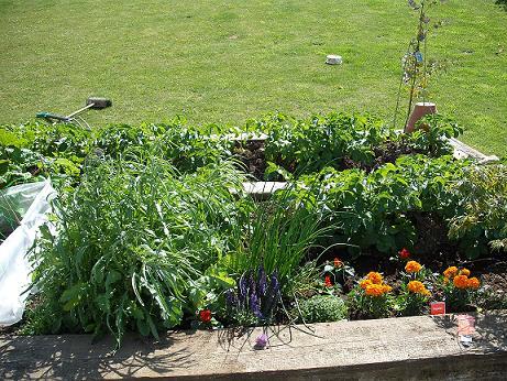 June garden right