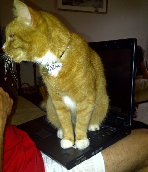 Harry, bringing a whole new meaning to 'lap cat'