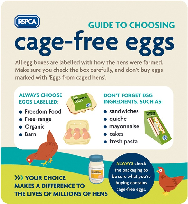 The RSPCA's guide to choosing cage free eggs