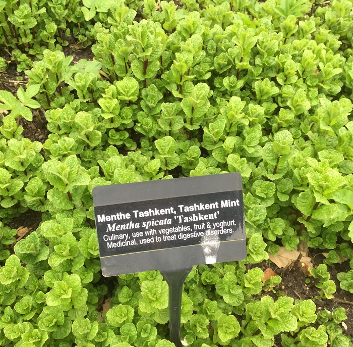 Le Manoir garden