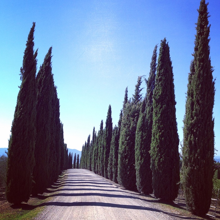The Cypresses leading to Il Poggio Antico