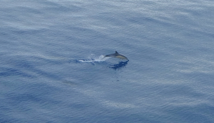 News: Virgin Holidays and North America's first dolphin sanctuary
