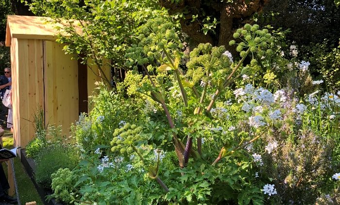 The Viking Cruises Wellness Garden at the RHS Chelsea Flower Show